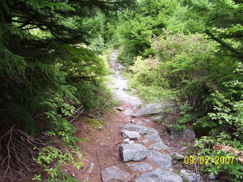 A narrow, rocky pathway meanders through lush green foliage, flanked by dense shrubs and evergreen trees. The trail is partially covered with stones, suggesting natural wear from foot traffic. The serene forest environment conveys a sense of tranquility and invites exploration. Spruce Knob Loop mountain bike trail.