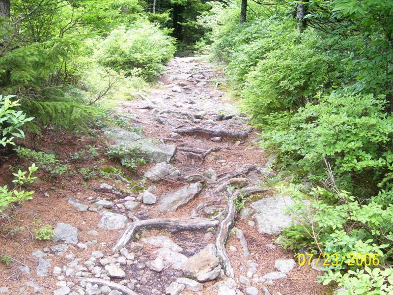 A rocky trail winding through lush greenery, featuring exposed tree roots and scattered stones, under a canopy of trees. Spruce Knob Loop mountain bike trail.
