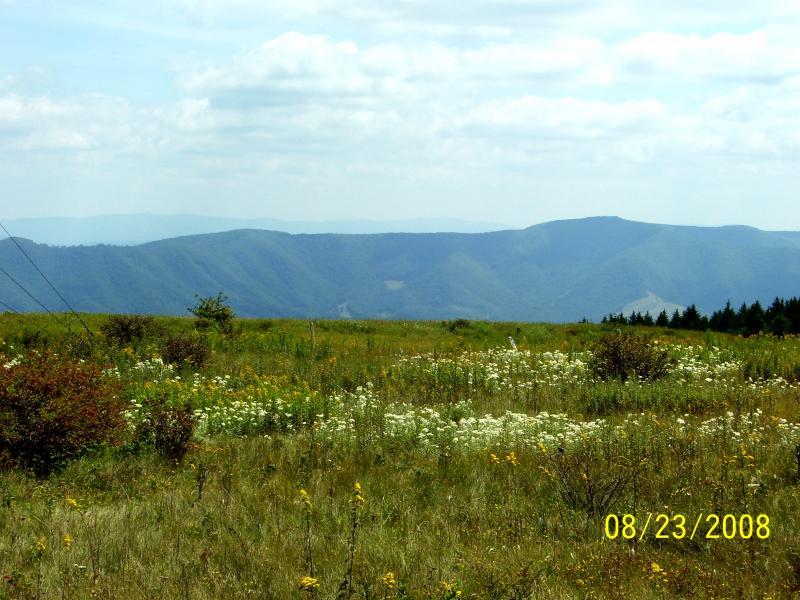 A scenic view of rolling mountains under a partly cloudy sky, with a foreground of flowering meadows featuring various wildflowers, including white and yellow blooms. The landscape conveys a sense of tranquility and natural beauty. Spruce Knob Loop mountain bike trail.