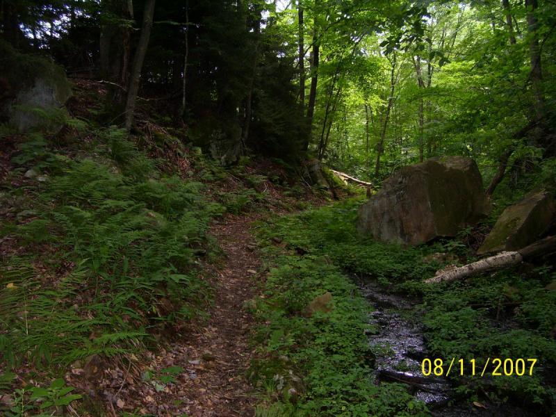 A narrow dirt path winds through a lush green forest, bordered by ferns and large boulders. Sunlight filters through the trees, illuminating the dense foliage. A small stream runs along the right side of the path, reflecting the greenery around it. The scene captures a tranquil, natural environment. Props Run Trail mountain bike trail.