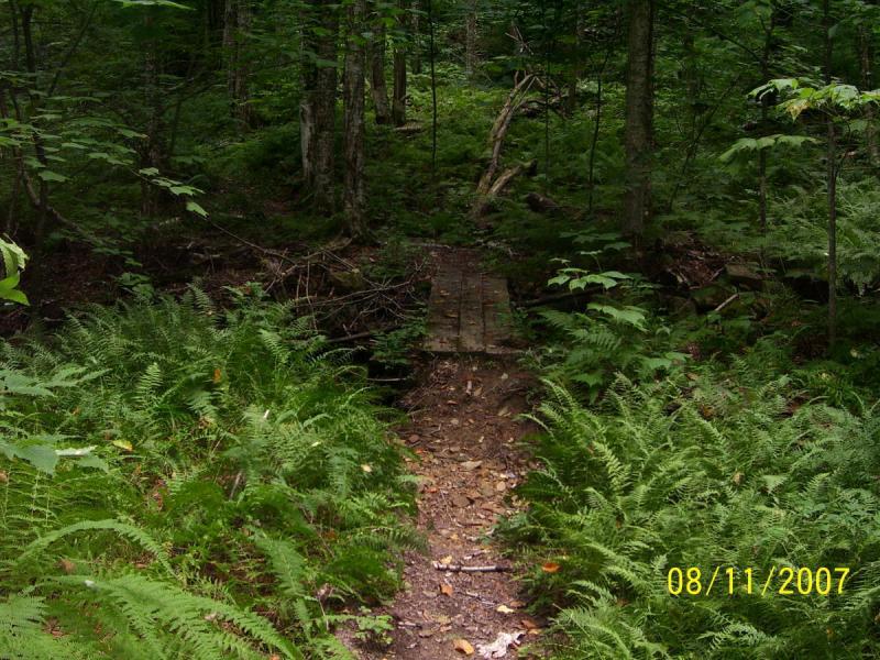 A small wooden bridge crossing over a shallow stream in a lush forest. The area is surrounded by dense green ferns and tall trees, creating a serene natural setting. Props Run Trail mountain bike trail.