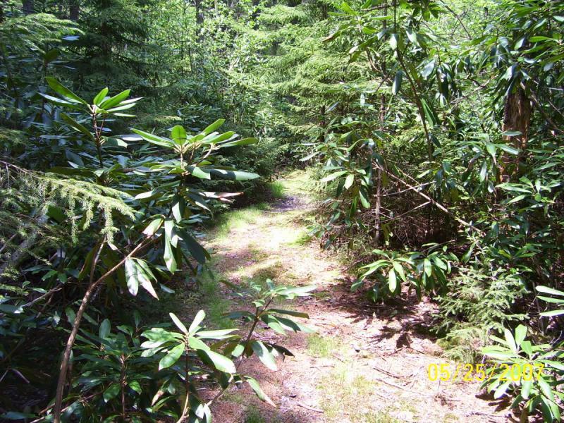 A narrow, winding path through a dense forest lined with lush green foliage and rhododendron plants under bright sunlight. The ground is sandy with patches of grass visible, indicating a well-trodden trail. Kennison Mountain Trail mountain bike trail.