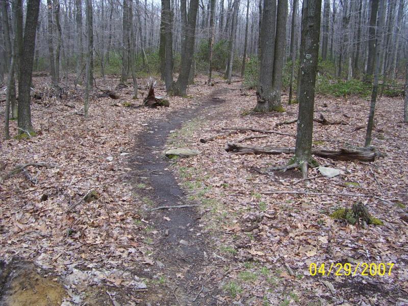 A narrow dirt path winding through a forest in early spring, surrounded by tall trees with bare branches and scattered dry leaves on the ground. Some fallen logs and rocks are visible along the trail. Big Bear Lake Trail Center mountain bike trail.