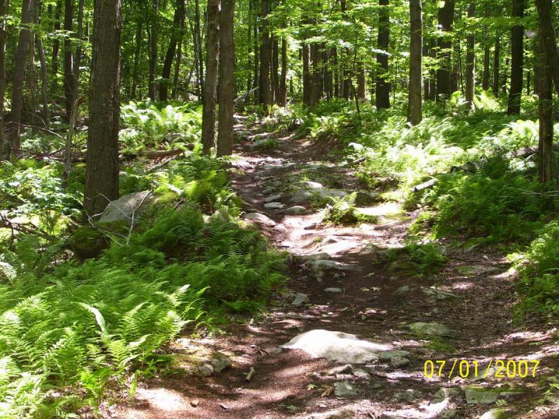 A winding dirt path through a lush green forest, flanked by ferns and rocks, with tall trees casting dappled sunlight on the trail. Big Bear Lake Trail Center mountain bike trail.