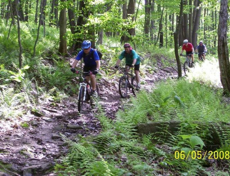 Four mountain bikers riding along a narrow, muddy trail surrounded by lush green foliage and trees in a wooded area. The scene depicts a sunny day, with ferns growing on either side of the path. Big Bear Lake Trail Center mountain bike trail.