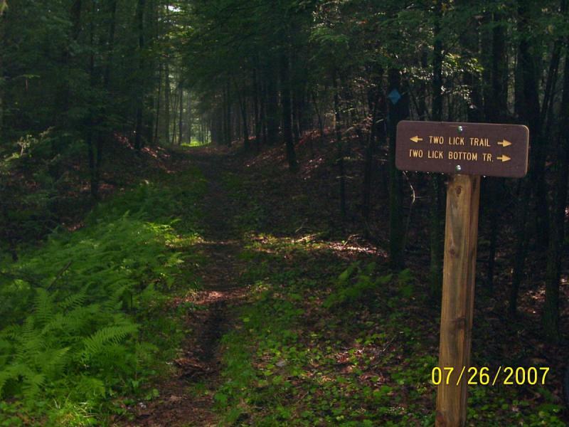 A dirt path leads into a wooded area, flanked by green ferns on the left. A wooden signpost stands on the right, indicating directions for "Two Lick Trail" and "Two Lick Bottom Trail." The scene is dappled with sunlight filtering through the trees, creating a serene outdoor atmosphere. Two Lick Trail mountain bike trail.