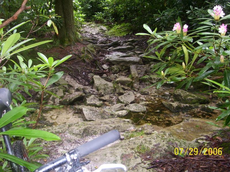 A rocky trail surrounded by lush green foliage and rhododendron flowers, with a bicycle partially visible in the foreground. The path leads through a forested area, showcasing a natural landscape. Plantation Trail mountain bike trail.