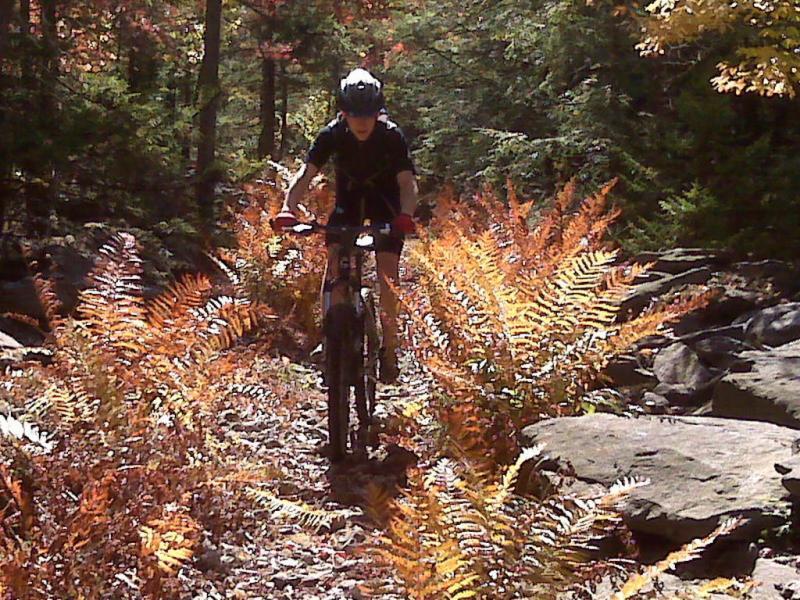 A mountain biker navigates a rocky trail surrounded by vibrant orange ferns and lush greenery in a forest during autumn. Plantation Trail mountain bike trail.