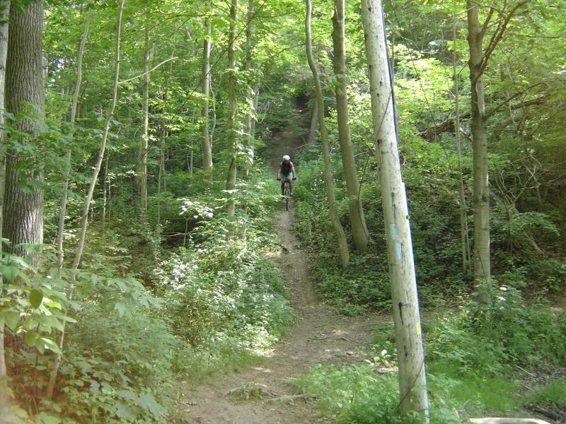 A mountain biker navigating a narrow dirt trail through a dense forest with lush green foliage and tall trees. Dalewood (st.thomas) mountain bike trail.