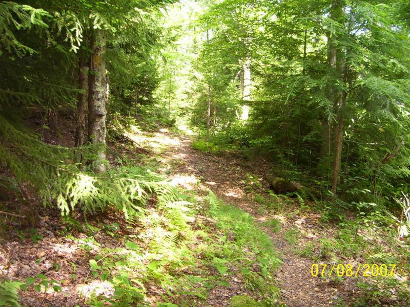 A scenic forest path surrounded by lush greenery, with sunlight filtering through the trees. The trail is lined with ferns and leads deeper into the woods, creating an inviting atmosphere for a nature walk. Allegheny (park To Park) mountain bike trail.