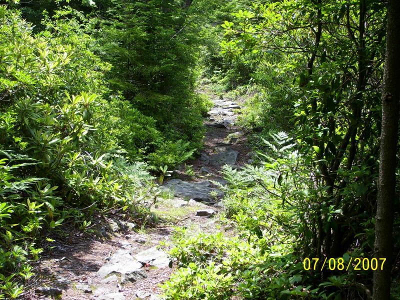 A narrow, rocky hiking trail surrounded by lush green foliage and bushes, leading into a dense forest. Sunlight filters through the trees, casting soft light on the path. The scene evokes a sense of tranquility and adventure in a natural setting. Allegheny (park To Park) mountain bike trail.