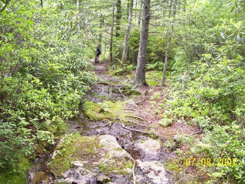 A narrow, winding trail surrounded by lush greenery and trees, with visible rocks and roots along the path. A person in the distance is biking on the trail. The scene conveys a peaceful outdoor setting, typical of a forested area. Allegheny (park To Park) mountain bike trail.