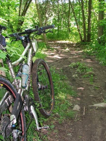 A mountain bike leaning against a tree in a lush green forest, with a dirt path winding through the foliage. The scene is vibrant with sunlight filtering through the leaves, highlighting the bike and the earthy trail ahead. Fanshawe Lake mountain bike trail.