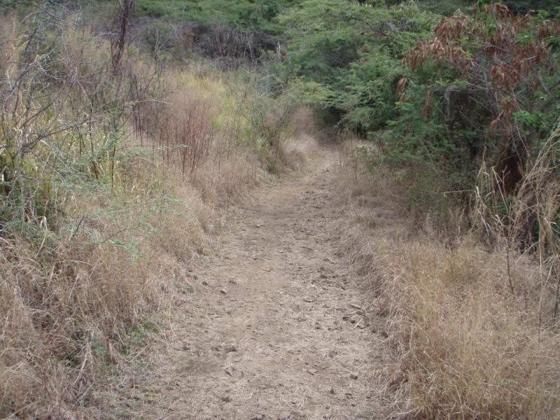 A narrow dirt path winding through tall grasses and shrubs, surrounded by green foliage. The scene captures a natural landscape, evoking a sense of tranquility and outdoor exploration. Ruta Olimpica mountain bike trail.