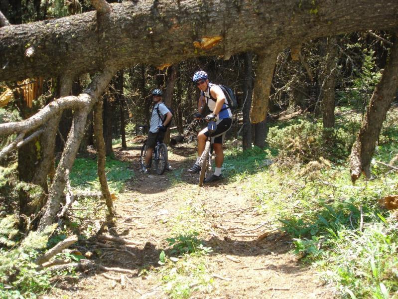 Two mountain bikers are paused on a forest trail, surrounded by tall trees and greenery. One biker, wearing a helmet and a dark kit, stands next to his bike, while the other, in a light-colored shirt, leans against his bike. A fallen tree branches across the path above them, adding to the natural scenery of the woodland environment. Mitzpah Ridge mountain bike trail.