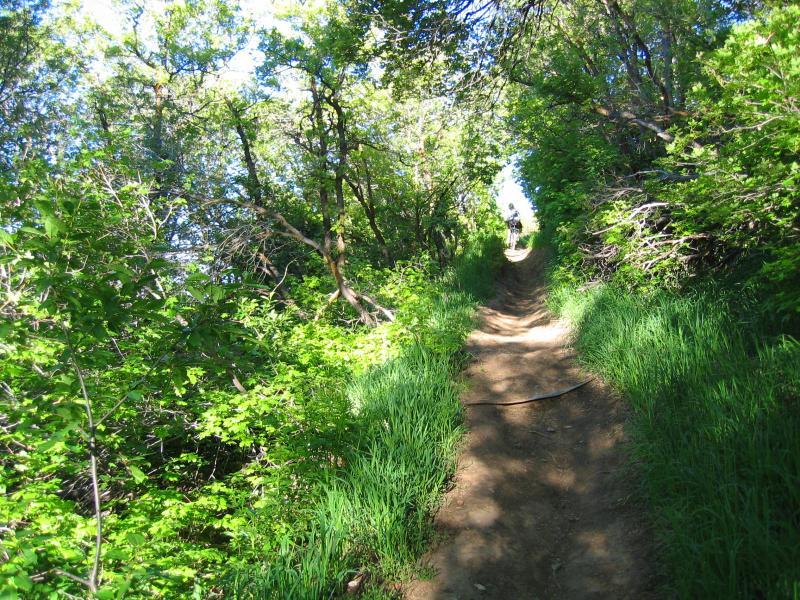 A winding dirt path surrounded by lush greenery and trees, leading upward through a vibrant forest on a sunny day. Northern Skyline mountain bike trail.