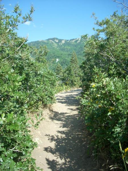 A dirt path winding through lush green bushes and trees, leading towards a mountainous landscape under a clear blue sky. Mueller Park mountain bike trail.