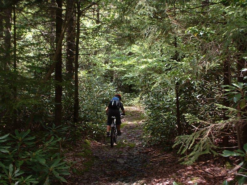 A mountain biker riding on a narrow trail surrounded by dense green vegetation and trees, with dappled sunlight filtering through the leaves. The path is lined with rocks and plants, creating a natural setting for outdoor biking. Bear Pen (modified) Loop mountain bike trail.