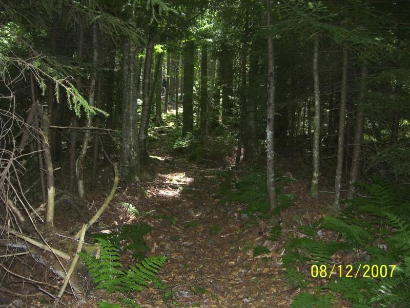 A narrow forest path winding through tall trees, with dappled sunlight filtering through the foliage onto the ground. The path is surrounded by ferns and underbrush, creating a green, peaceful atmosphere. Bear Pen (modified) Loop mountain bike trail.