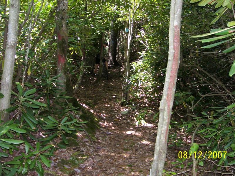 A narrow, winding path through a dense forest, framed by tall trees and lush green foliage. The ground is covered with fallen leaves, and the surroundings create a secluded, tranquil atmosphere. Bear Pen (modified) Loop mountain bike trail.