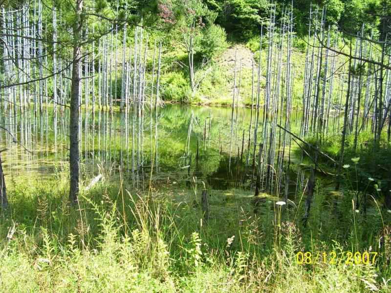 A peaceful natural scene featuring a still, reflective body of water surrounded by tall, slender trees. The greenery of the forest is visible in the background, with grasses and wildflowers lining the foreground. The clear water reflects the trees and foliage, creating a tranquil and serene atmosphere. A date in the corner indicates the image was taken on August 12, 2007. Bear Pen (modified) Loop mountain bike trail.