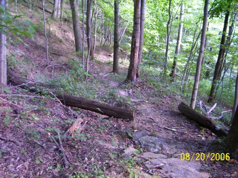 A narrow dirt path winding through a lush green forest, surrounded by tall trees and scattered logs, with sunlight filtering through the leaves. Scenic River Trail mountain bike trail.
