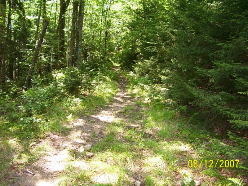 A winding dirt path surrounded by lush green trees and underbrush, leading into a dense forest. The sunlight filters through the leaves, illuminating the trail, which is lined with small stones and patches of grass. Gauley Mountain Trail mountain bike trail.