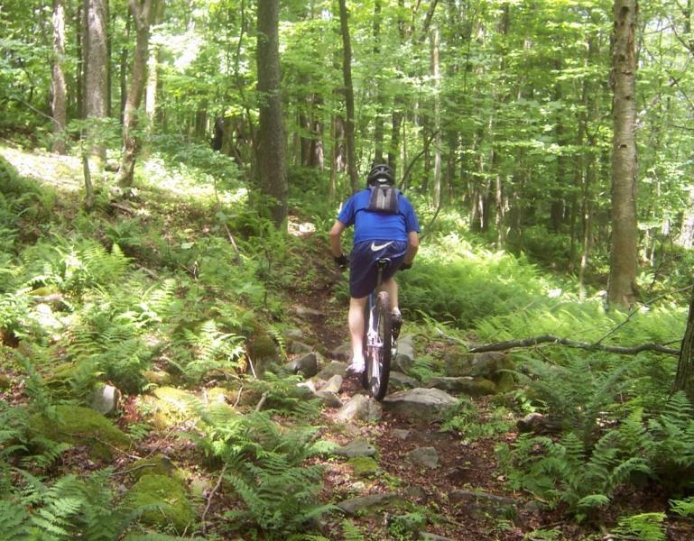 A person riding a mountain bike on a rocky trail in a dense forest, surrounded by lush green ferns and trees. The rider is wearing a blue shirt and a helmet, viewed from behind as they navigate the uneven terrain. CVI Trails mountain bike trail.
