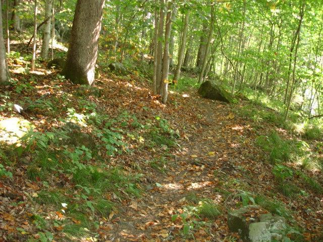 A narrow dirt path winding through a wooded area, surrounded by tall trees and colorful autumn leaves on the ground. Beech Fork State Park mountain bike trail.
