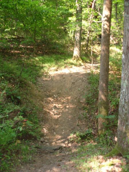 A dirt path through a lush forest, bordered by trees and dense greenery, leading slightly uphill. The sunlight filters through the leaves, creating a serene and natural environment. Beech Fork State Park mountain bike trail.