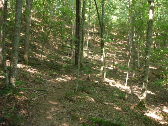 A sunlit forest path winding through a dense grove of trees, with dappled light filtering through the leaves and a carpet of fallen leaves and plants on the ground. Beech Fork State Park mountain bike trail.
