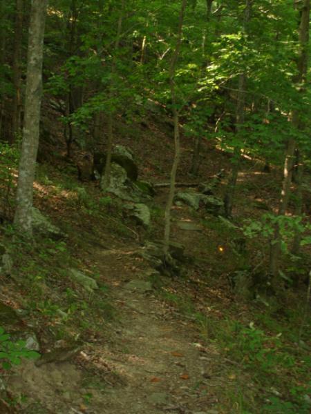 A narrow, winding dirt path surrounded by lush green trees and underbrush, leading through a forest with scattered rocks and boulders. Sunlight filters through the leaves, creating a serene, tranquil atmosphere. Beech Fork State Park mountain bike trail.