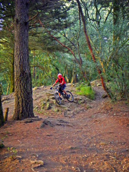 A mountain biker navigating a rocky path in a dense forest, surrounded by tall trees and greenery. The cyclist is wearing a red jersey and a helmet, focusing on the challenging terrain. Joaquin Miller mountain bike trail.