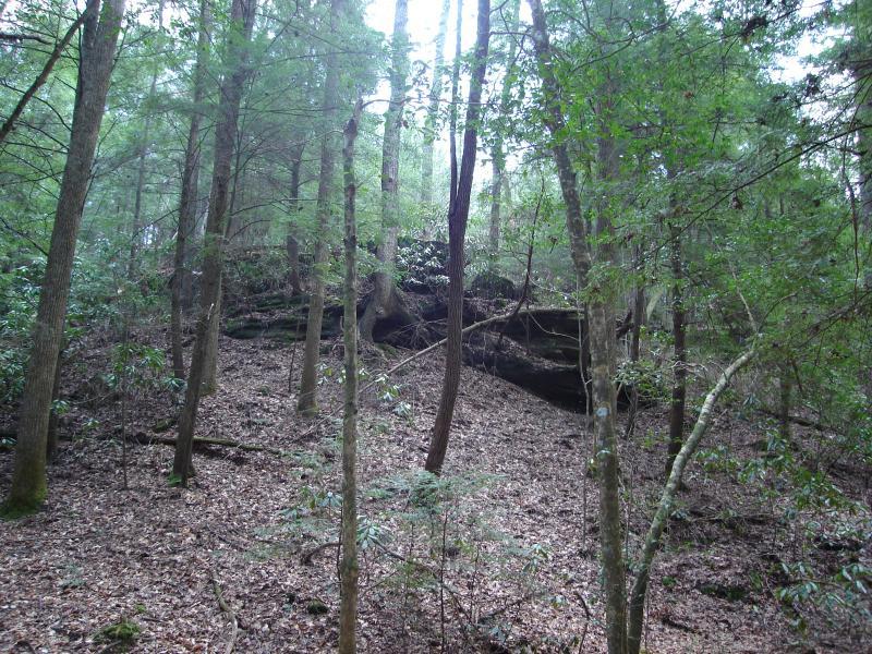 A wooded landscape featuring tall trees with lush green foliage, a forest floor covered in leaves, and a rocky outcrop in the background, creating a serene and natural atmosphere. Cane Creek (sheltowee Trace Trail) mountain bike trail.