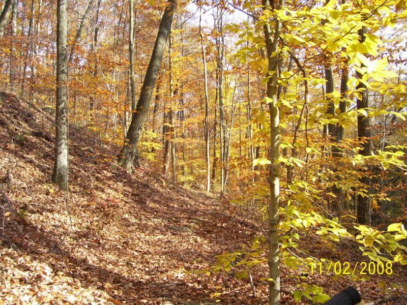 Autumn scene in a forest with trees displaying vibrant yellow and orange leaves, a carpet of fallen leaves covering the ground, and sunlight filtering through the branches. The path winds gently uphill, indicating a tranquil natural setting. Ohio View Trail mountain bike trail.