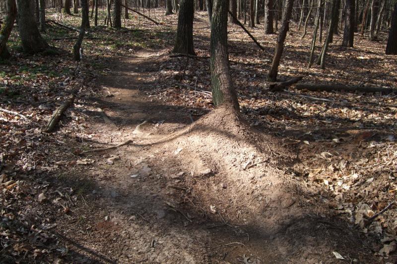 A dirt trail winding through a wooded area, surrounded by trees and scattered fallen leaves. A large tree root extends across the path, creating a natural obstacle. Sunlight filters through the branches, illuminating parts of the trail. Dark Hollow mountain bike trail.