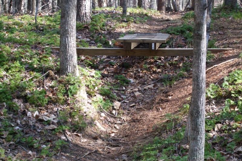 A wooden bridge above a small ravine in a forest, supported by two trees, surrounded by ferns and fallen leaves. The sunlight filters through the trees, creating a serene natural setting. Dark Hollow mountain bike trail.