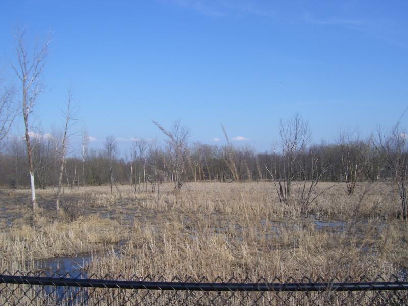 A desolate wetland scene featuring sparse, leafless trees and tall grass under a clear blue sky. A shallow area of standing water is visible in the foreground, while a black chain-link fence borders the scene. Intervale Bike Trail mountain bike trail.
