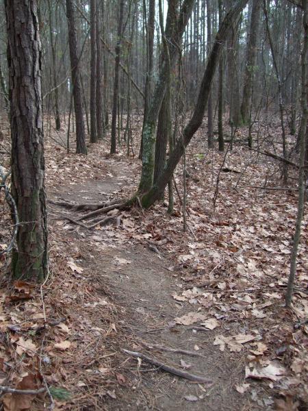 A narrow dirt path winding through a forest, surrounded by tall trees and scattered autumn leaves on the ground. The atmosphere appears calm and slightly overcast. Clinton Nature Preserve mountain bike trail.