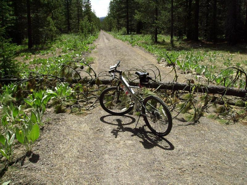 A mountain bike leaning against a fallen tree trunk, blocking a dirt path surrounded by greenery and tall trees. The path stretches into the distance, indicating a natural, forested area. Bizz Johnson Trail mountain bike trail.