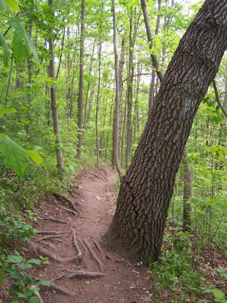 A winding dirt path through a lush green forest, bordered by tall trees with vibrant green leaves. A large, leaning tree trunk is prominently visible on the right side, with exposed roots along the path. Hardy Rd. Trail mountain bike trail.