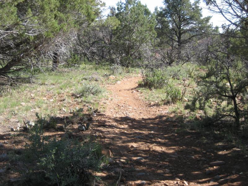 A dirt path winding through a forested area, surrounded by greenery and sparse trees. The trail is bordered by small rocks and shrubs, with sunlight filtering through the branches above. Telegraph Trail System mountain bike trail.