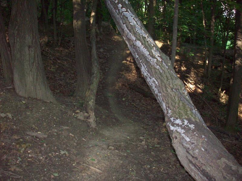 A wooded area featuring a sloped path lined with tall trees. A fallen tree trunk leans across the path, revealing the earthy ground covered in fallen leaves and scattered foliage, while sunlight filters through the dense greenery above. Murdock Park Trail mountain bike trail.