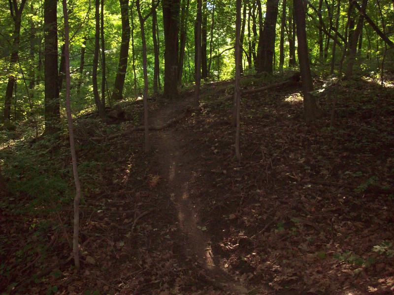 A narrow dirt trail winding through a lush, green forest, with sunlight filtering through the trees. The path is bordered by tall, slender tree trunks and dotted with fallen leaves on the ground. The scene captures a tranquil, wooded landscape inviting exploration. Murdock Park Trail mountain bike trail.