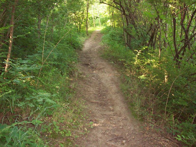 A narrow dirt path winding through a sunlit forest, surrounded by green foliage and trees. The trail appears well-trodden, gently curving ahead into the lush greenery. Murdock Park Trail mountain bike trail.