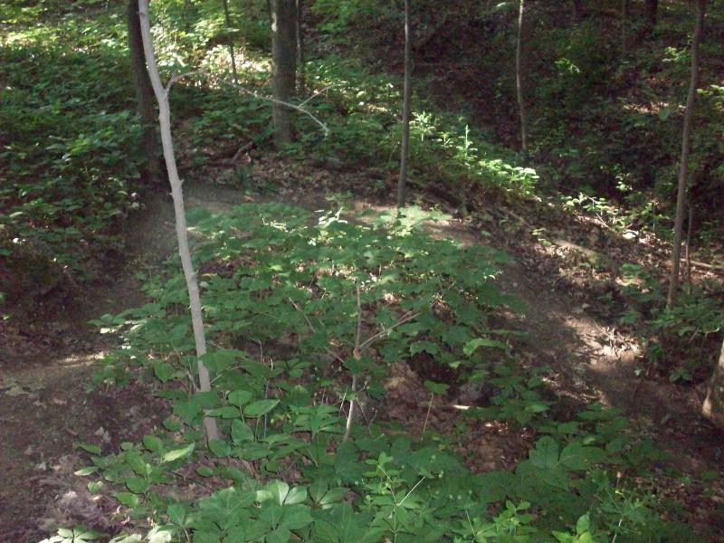 A dense forest scene featuring lush green foliage, including small plants and trees, with dappled sunlight filtering through the leaves. The image captures a quiet, natural setting with a sense of tranquility and biodiversity. Murdock Park Trail mountain bike trail.