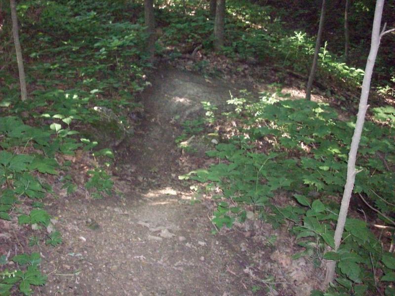 A narrow dirt path winding through a natural forested area, surrounded by green foliage and small plants. Sunlight filters through the trees, illuminating the path and highlighting the earthy tones of the ground. Murdock Park Trail mountain bike trail.