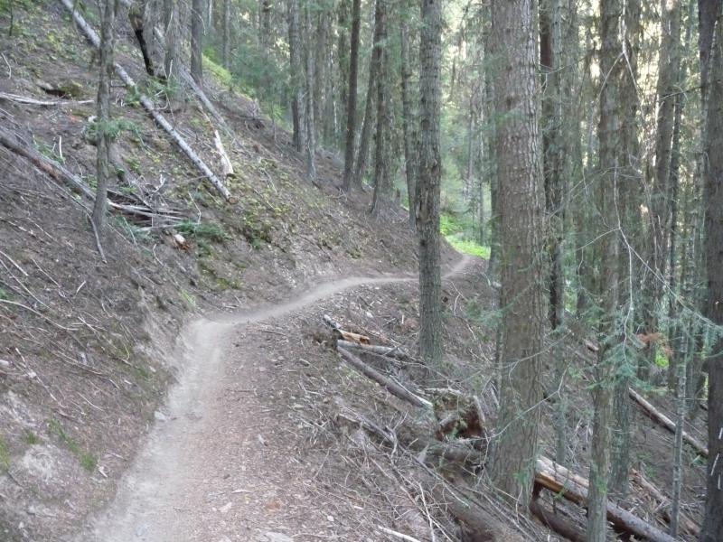 A winding dirt path through a dense forest, surrounded by tall trees and scattered fallen branches. The trail follows the natural contours of the hillside, leading deeper into the woodland. Sunlight filters through the canopy, creating a serene and inviting atmosphere. Devil's Gulch mountain bike trail.