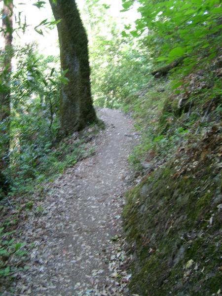 A narrow dirt path winding through a lush green forest, flanked by tall trees and vegetation. Sunlight filters through the leaves, creating a serene and natural atmosphere. The ground is covered with fallen leaves and the terrain is gentle, suggesting a peaceful hiking trail. Feather Falls mountain bike trail.