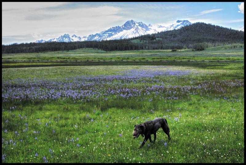 A black dog walking through a vibrant green meadow dotted with purple wildflowers, with snow-capped mountains in the background under a blue sky. Joe